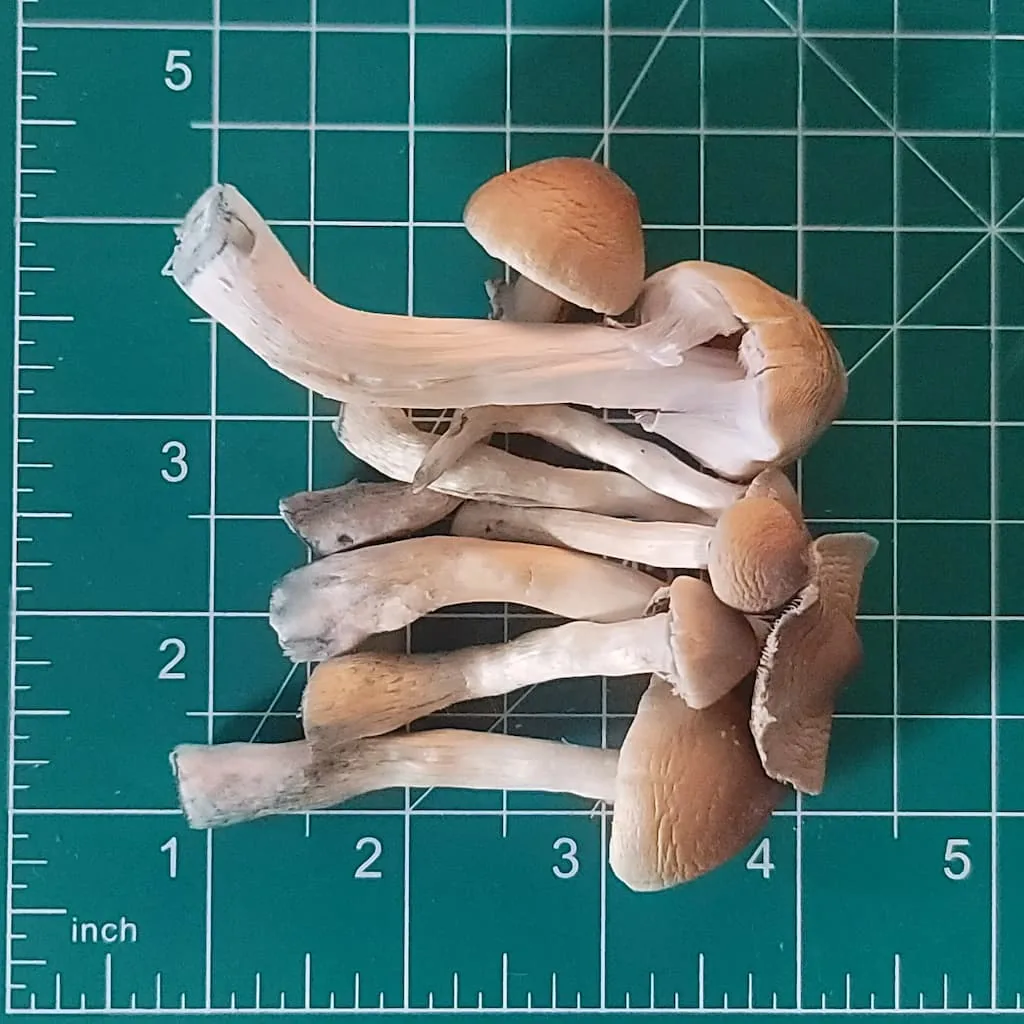 blue meanie magic mushrooms freeze dried