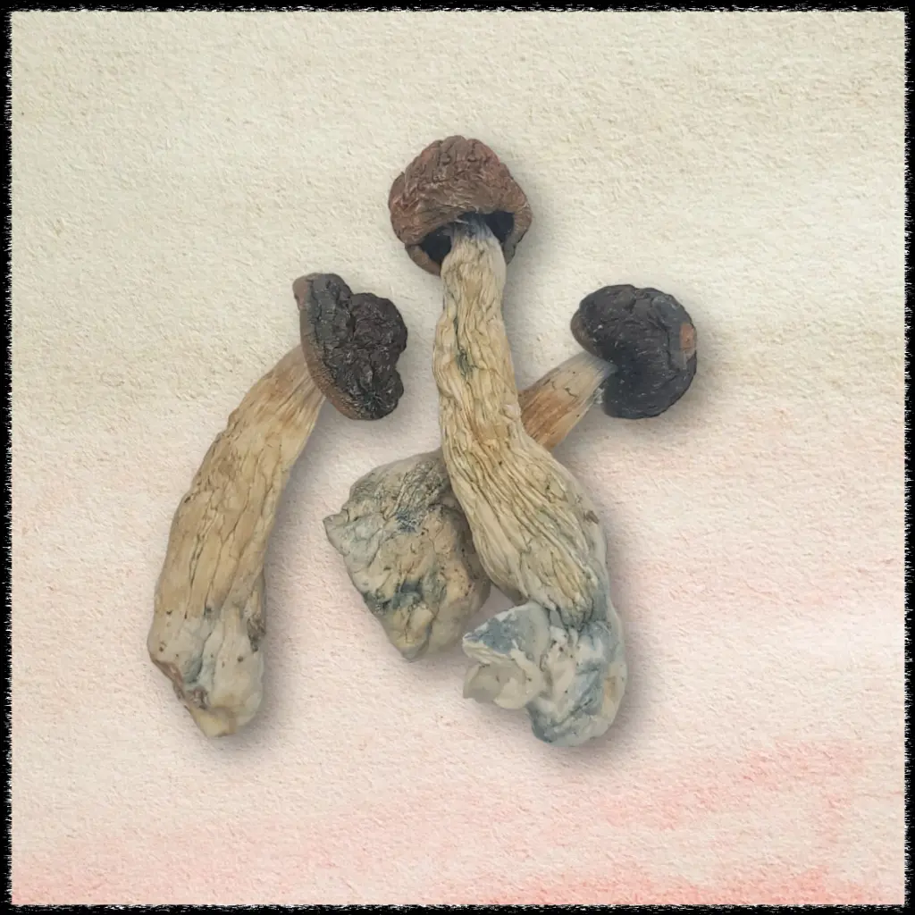 blue meanie magic mushrooms freezedried
