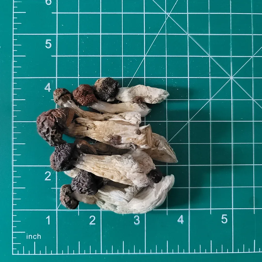 blue meanie magic mushrooms
