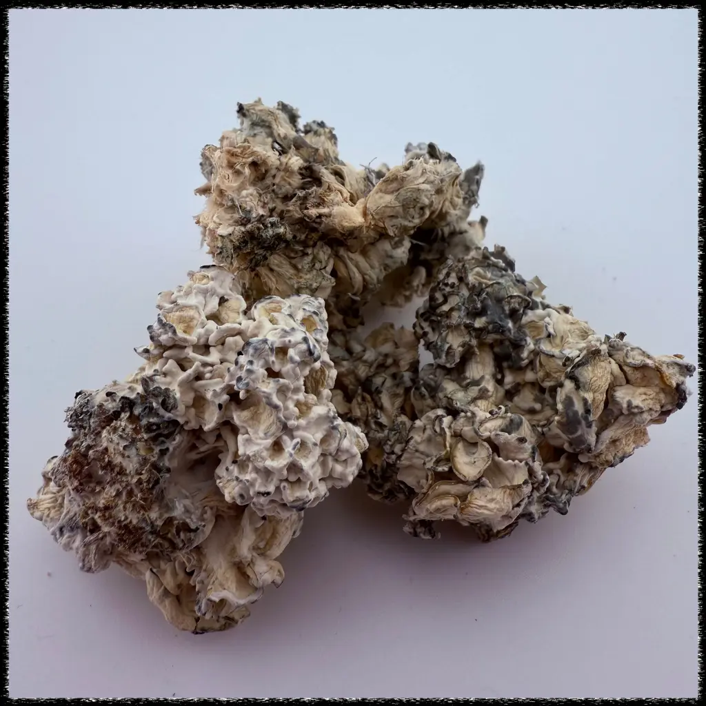 enigma regular dried