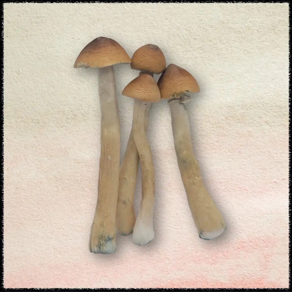 golden teacher magic mushrooms freezedried 1