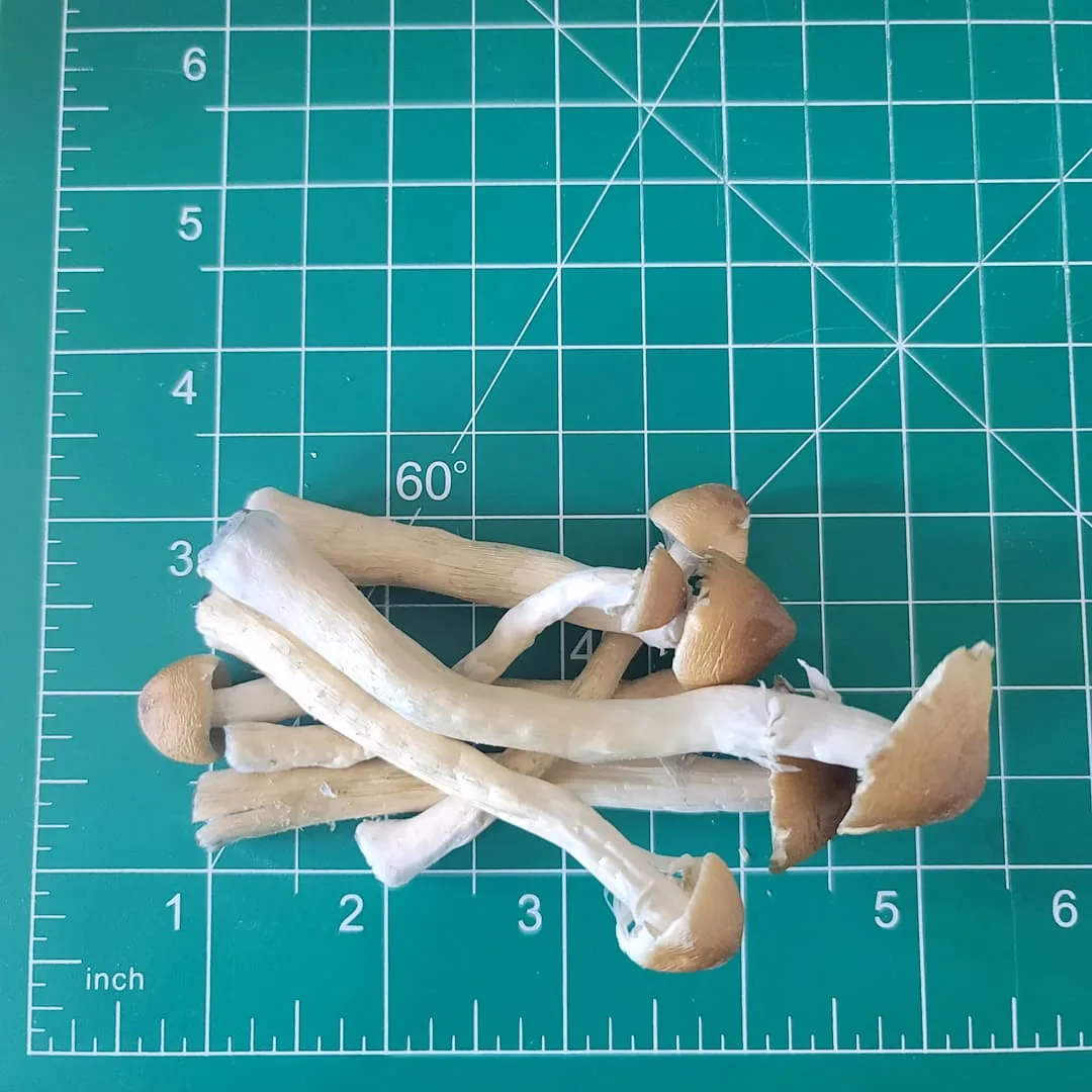 golden teacher magic mushrooms