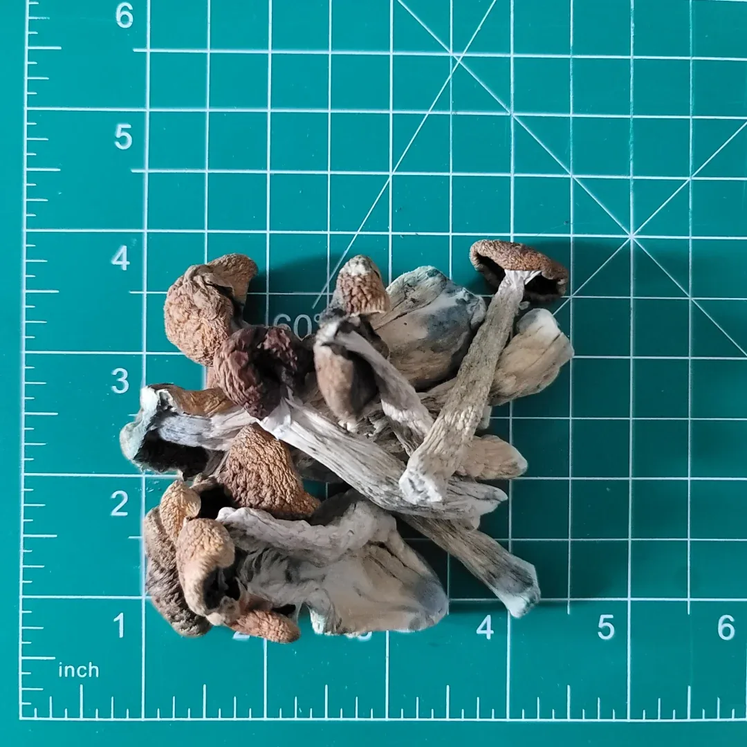 golden teacher magic mushrooms