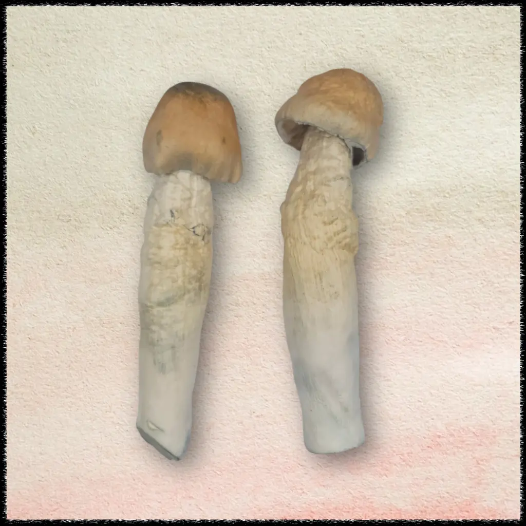 penis envy magic mushrooms freezedried 1