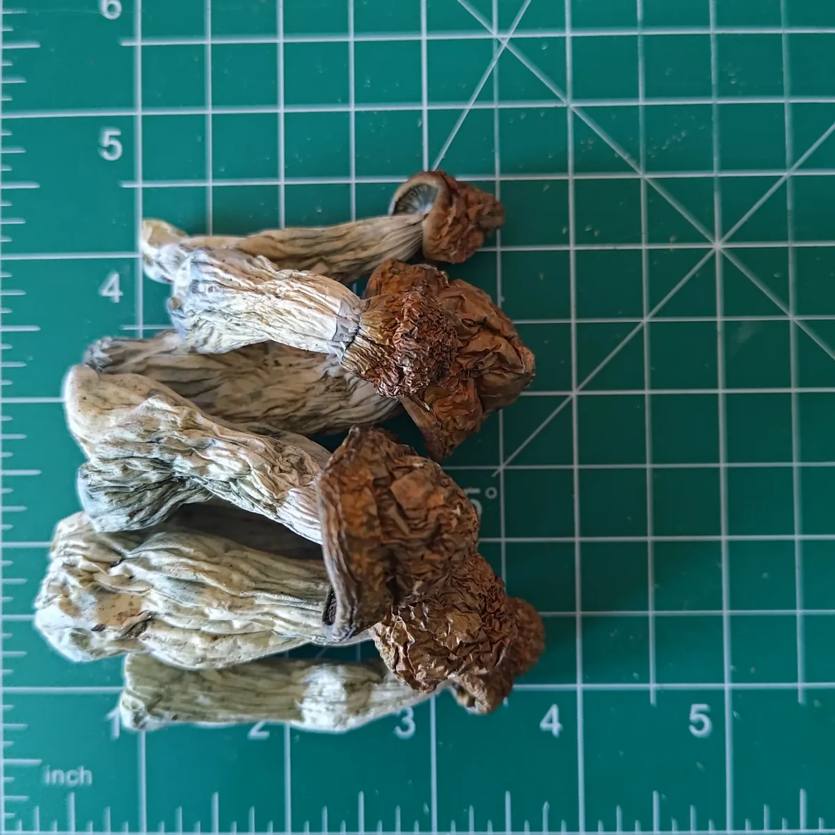 penis envy magic mushroom