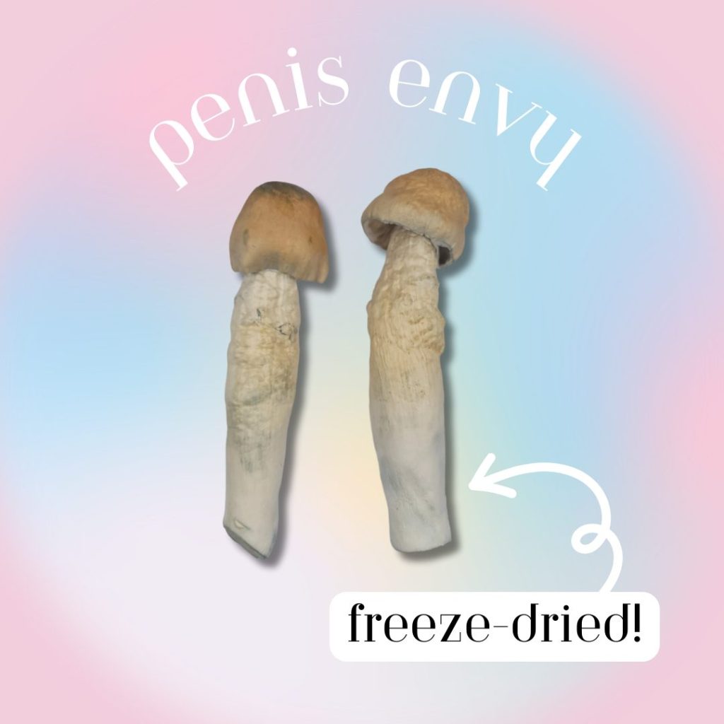 Exploring Freeze Dried Magic Mushrooms 1 freeze dried magic mushrooms