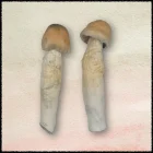 an image of Penis Envy magic Mushrooms