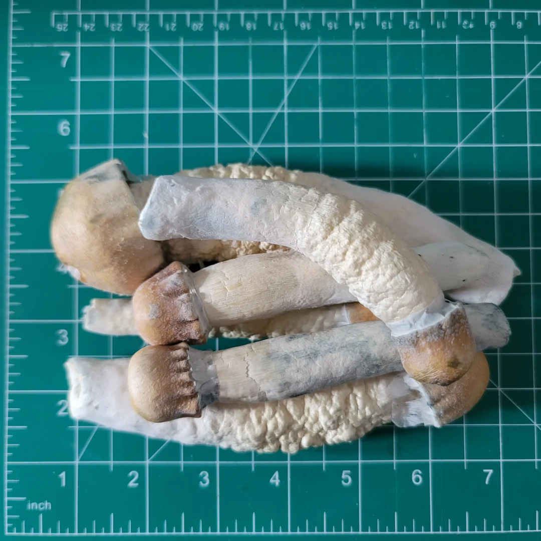 an image of Penis Envy Magic Mushrooms