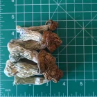 Penis Envy magic Mushrooms