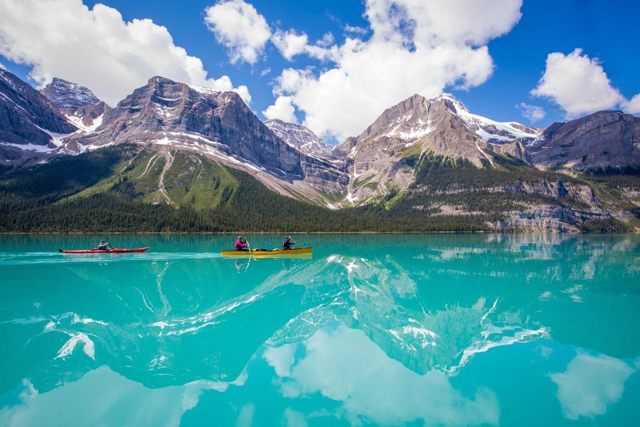 an image of Magic Mushrooms Alberta