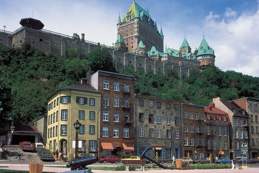 An image showing Magic Mushrooms Quebec