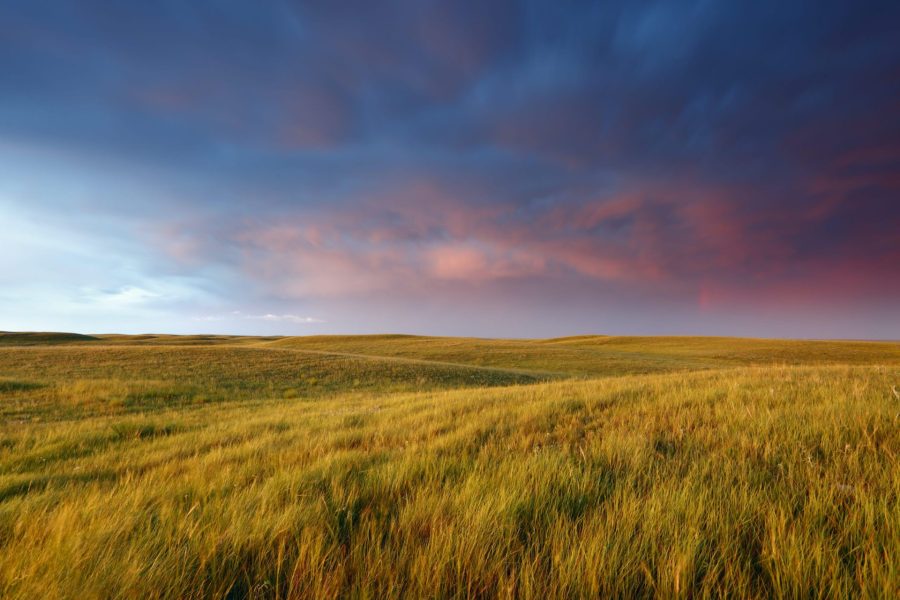 an image of Magic Mushrooms Saskatchewan