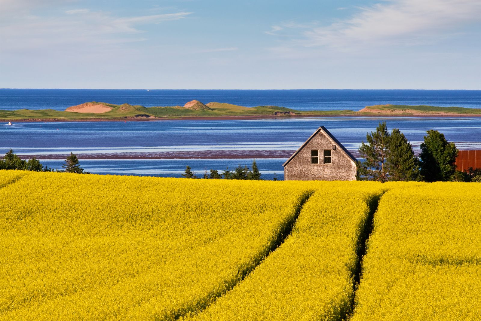 an image showing where to buy DMT Online PEI