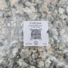 Calypso