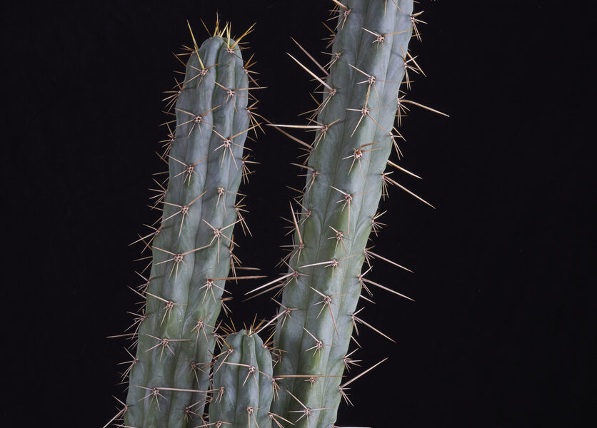 Peruvian Torch Mescaline Cactus Type