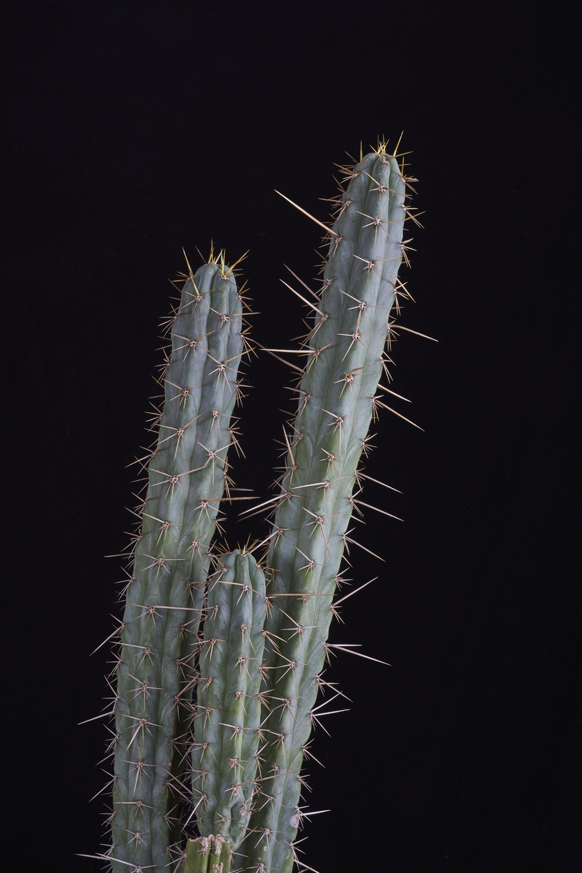 Mescaline Cactus Types
