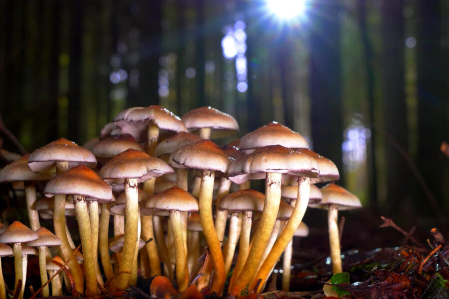 Are Magic Mushrooms Addictive