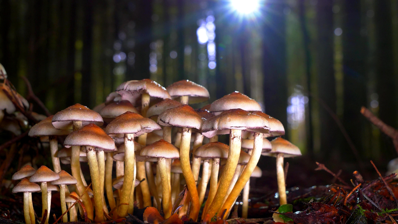 Are Magic Mushrooms Addictive
