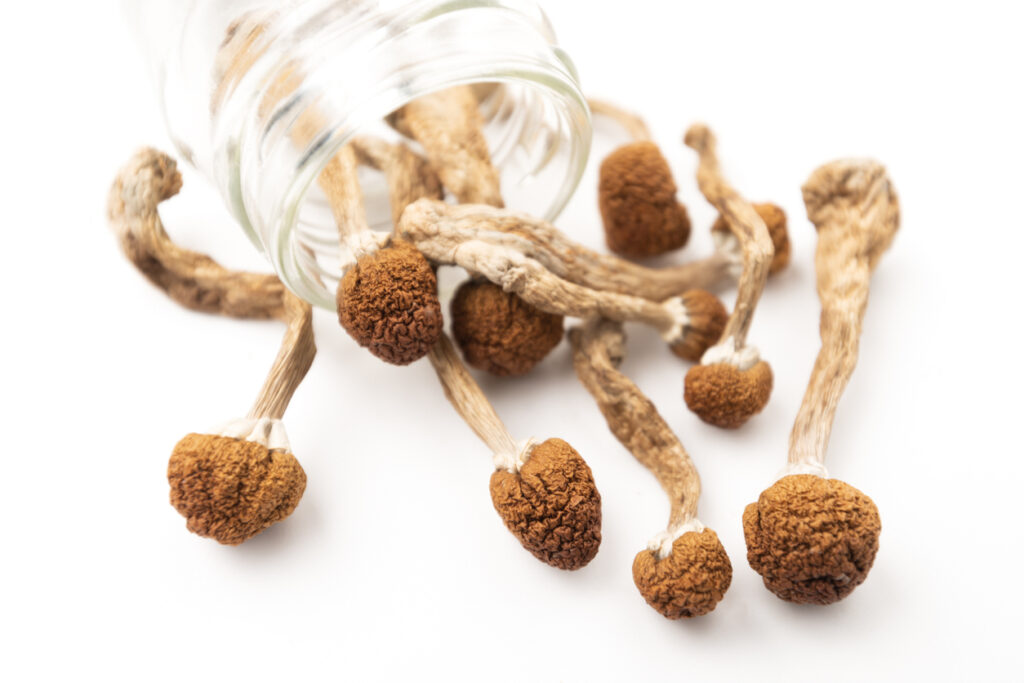 Dried magic mushrooms