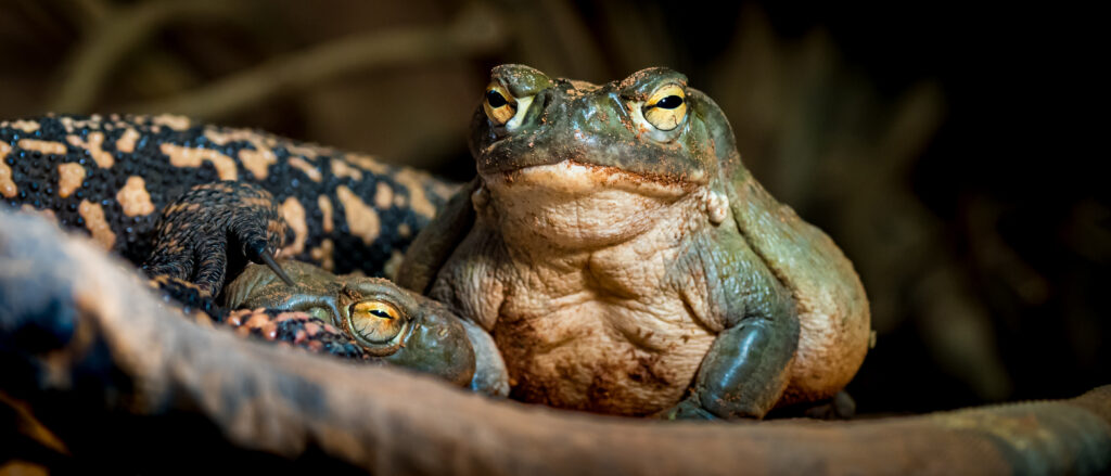 The Colorado River toad, naturally occurring 5-MeO-DMT