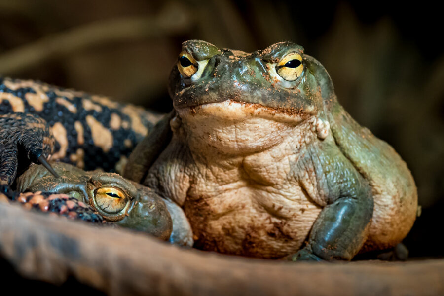 The Colorado River toad, naturally occurring 5-MeO-DMT