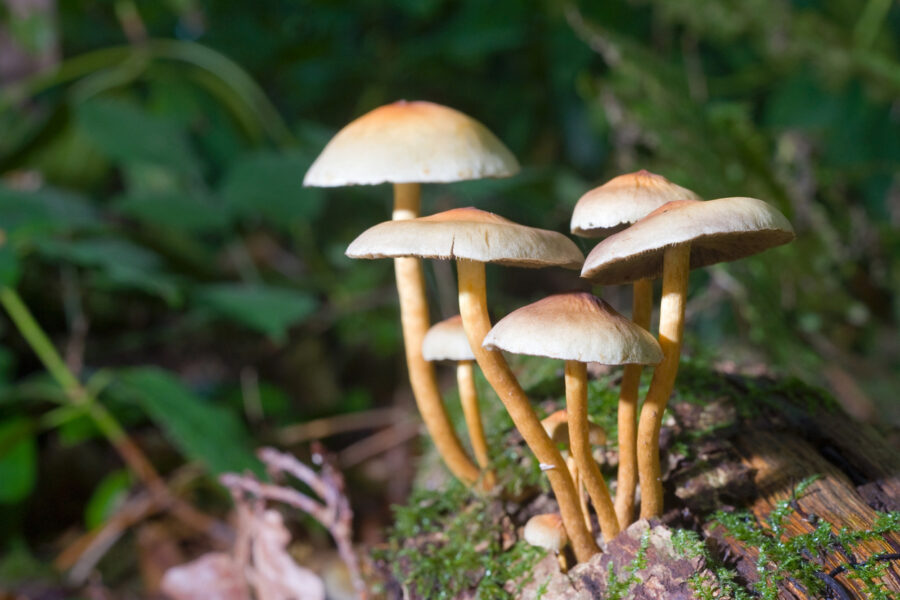 Picture of a magic mushroom strain