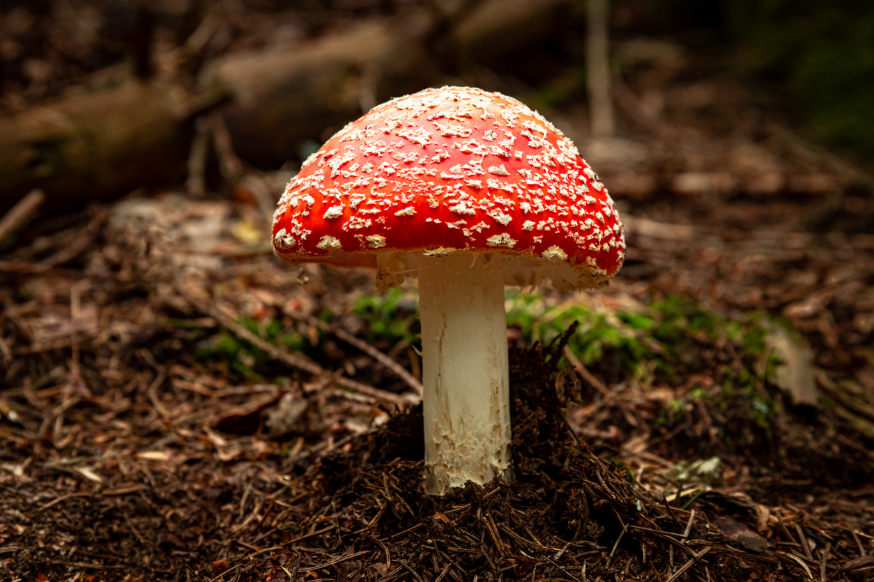 What is Amanita Muscaria? (Fly Agaric)