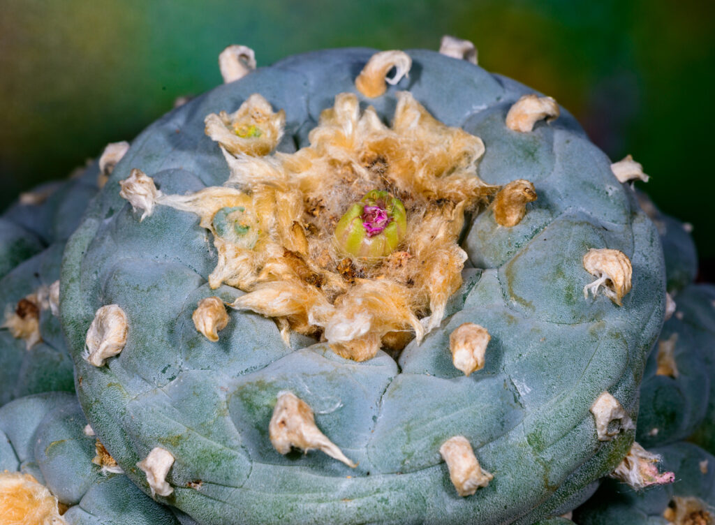 Peyote a Mescaline containing species of cactus