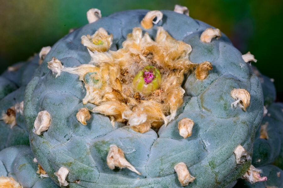 Peyote a Mescaline containing species of cactus