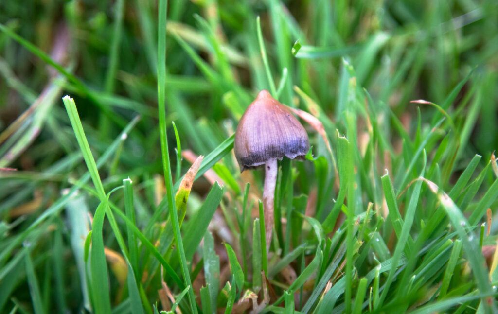 Where do magic mushrooms grow?