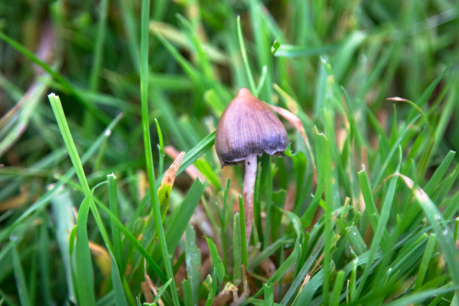 Where do magic mushrooms grow?