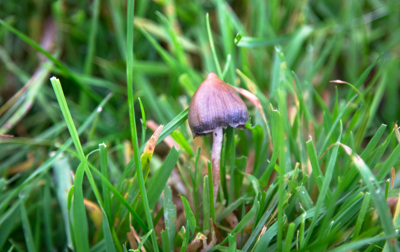 Where Do Magic Mushrooms Grow?